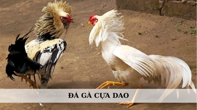 Đá gà cựa dao