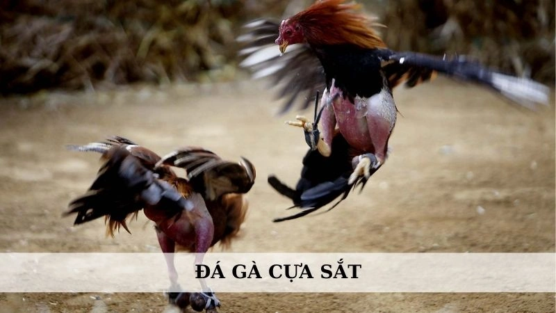 Đá gà cựa sắt