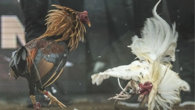 Trải nghiệm kịch tính cùng đá gà Thomo