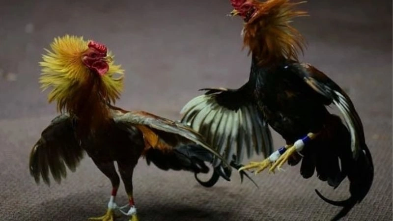 Chơi đá gà cùng Kimsa - tại sao không?