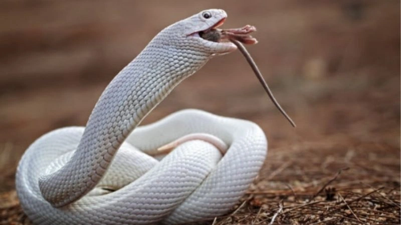 Ý nghĩa từ việc mơ thấy rắn