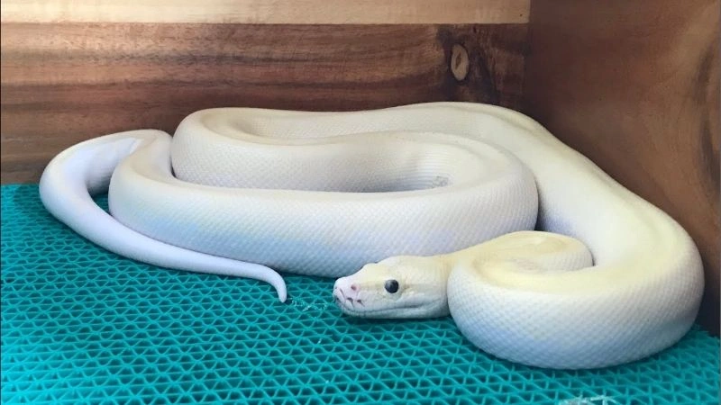 Mơ con trăn đang nằm trong nước - đánh con gì?